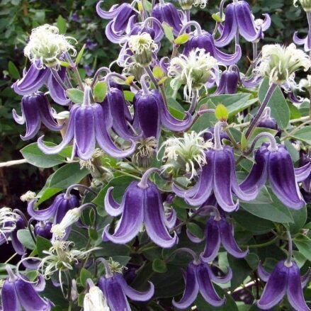 Mežvītenis 'Fascination'